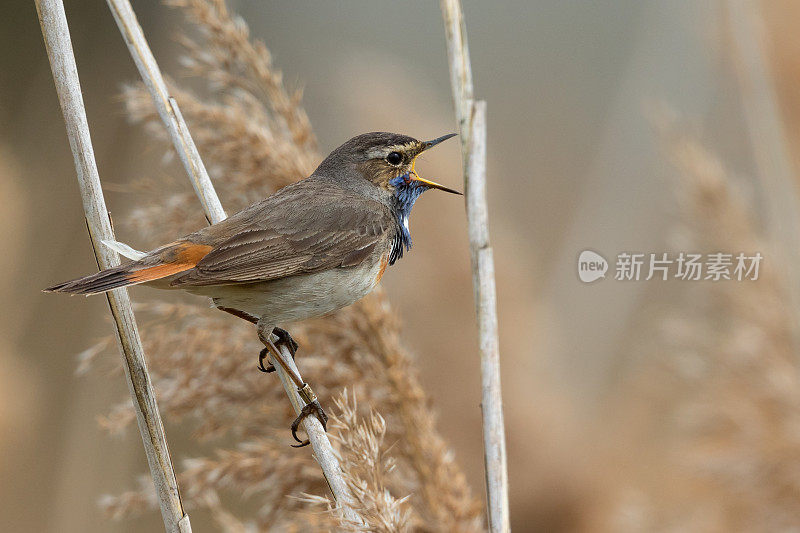 唱歌的雄性蓝喉鱼(Luscinia svecica)